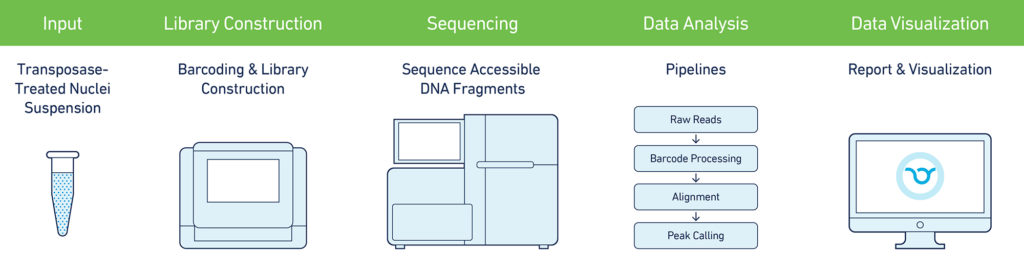 10x_SingleCell_ATAC_Workflow