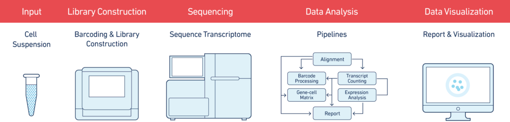 single-cell-workflow