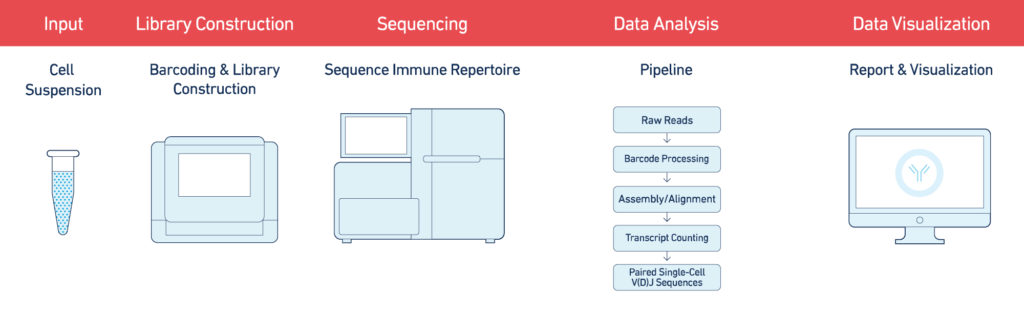 vdj-workflow