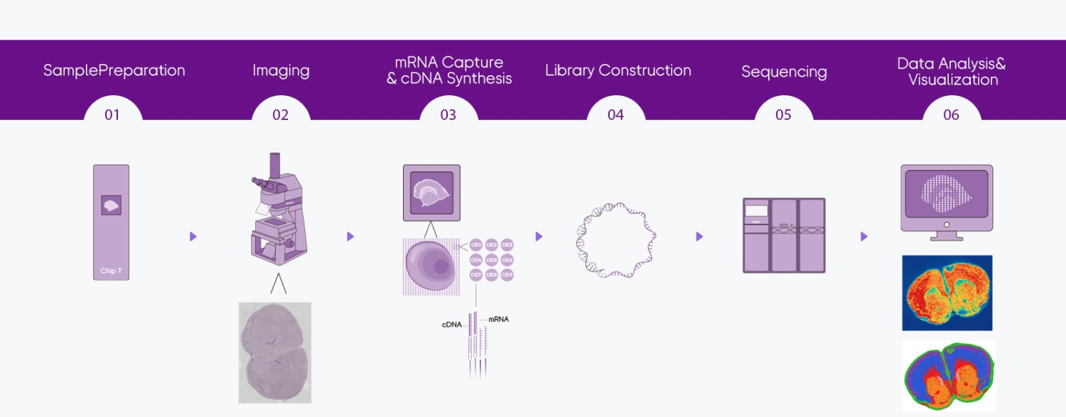 Stereo-seq Transcriptomics H&E solution - Decode Science