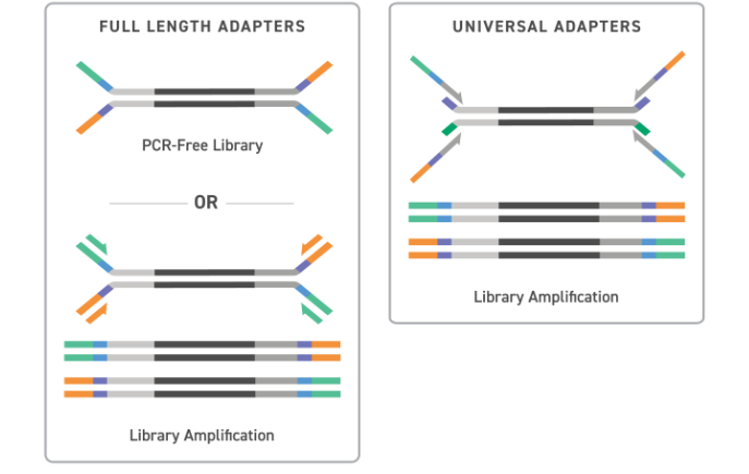 Universal Adapter System (UAI) Twist Bioscience