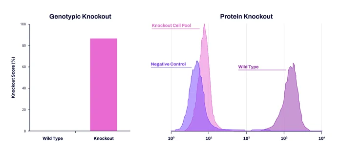 CRISPR Knockout Cell Pools & Clones