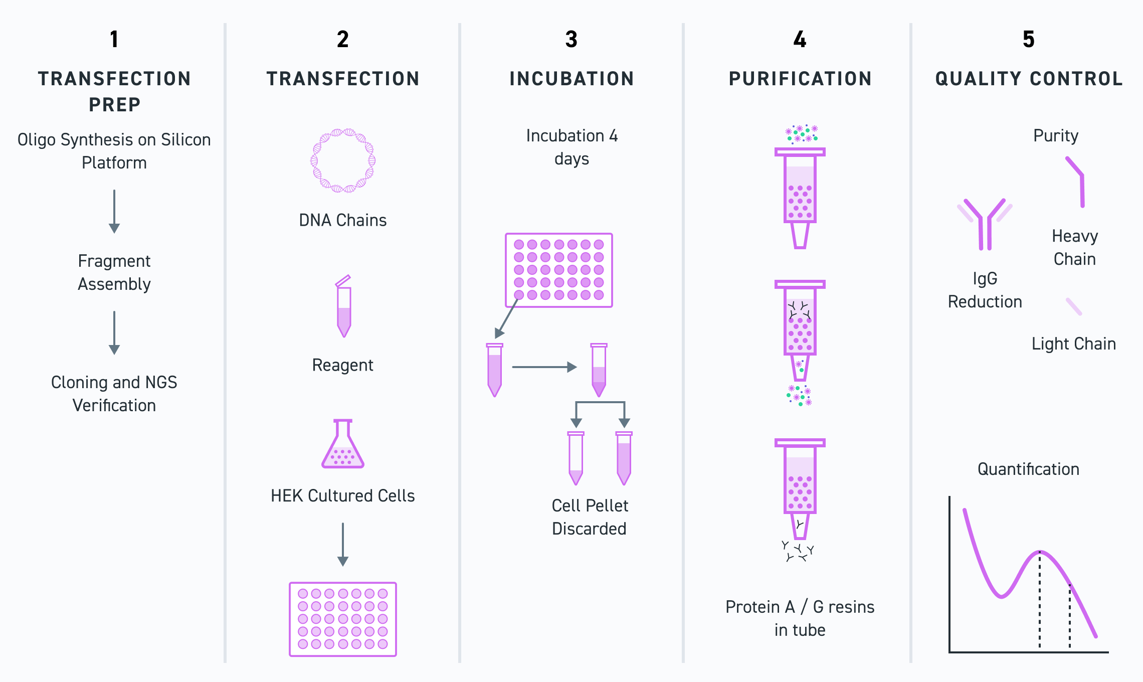IgG Workflow - Antibody Production
