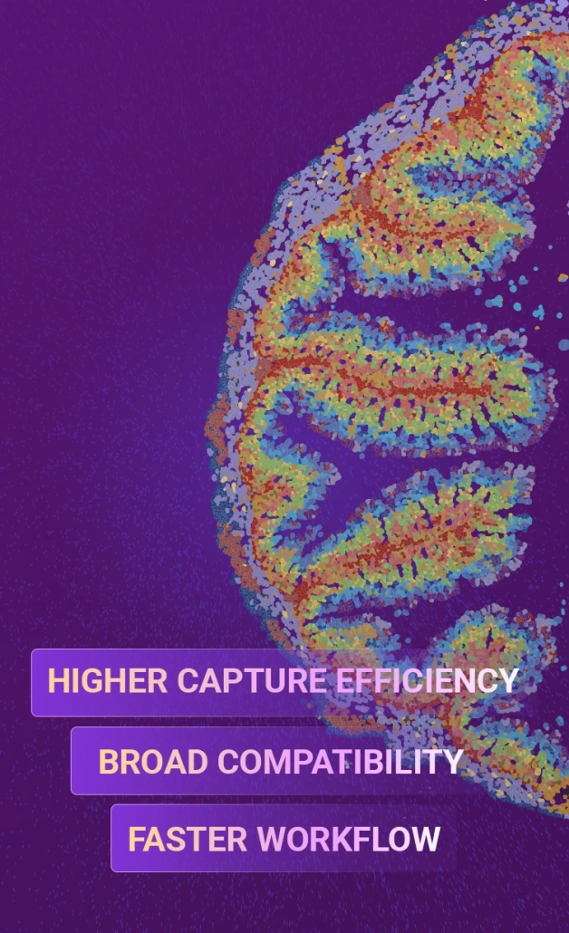 Stereo-seq Transcriptomics Solution v1.3