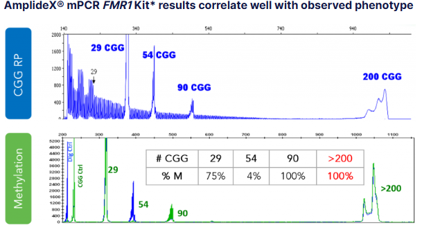PCR Southern blot For FMR1
