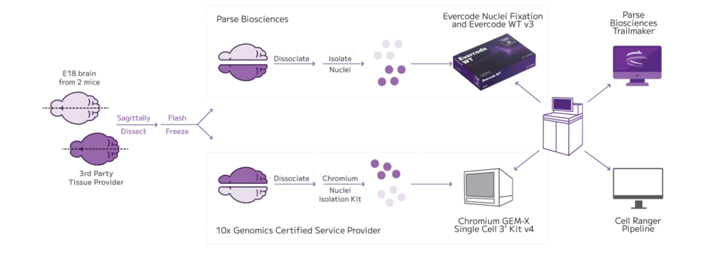 WT-vs-Gem-x-mouse-brain-tech-note-experimental-design-1536x546